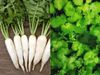  radish and coriander 
