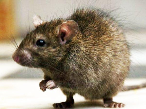 कुत्ते से डरने वाले चूहे ने जब कूदकर किया हमला-Viral Video