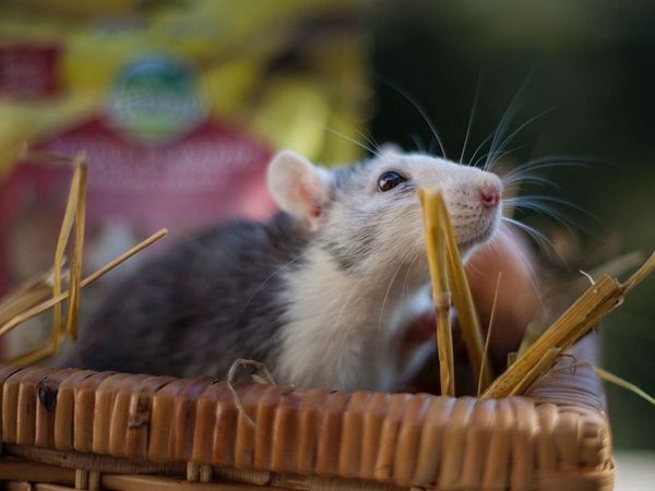 home remedies to get rid of Rats
