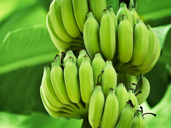 7 benefits of raw banana