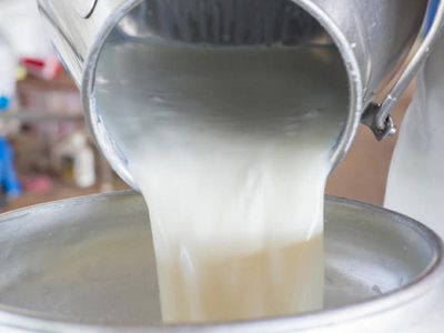 raw milk