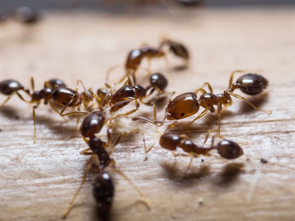Odisha ants