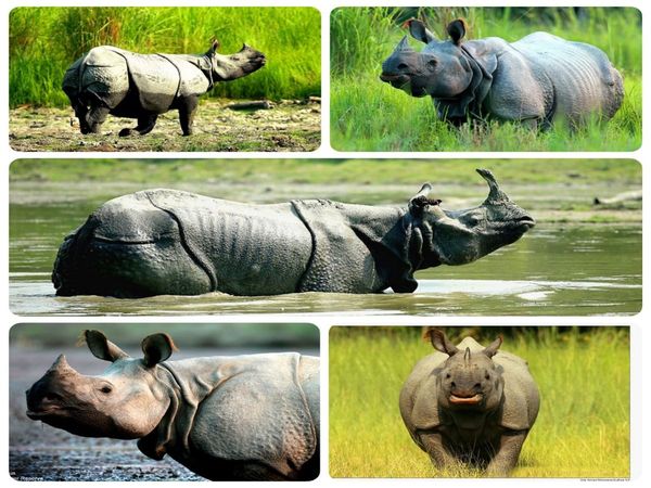 World Rhino Day: काजीरंगा के बाहर दुधवा टाइगर रिजर्व गैंडों के लिए बना आशियाना
