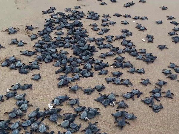 Olive Ridley turtles: गहिरमाथा बीच का नजारा होता है विहंगम, आप भी कह उठेंगे वाह, देखें [VIDEO]