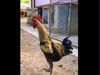 Rooster Weird Noise Video Goes Viral on Social media