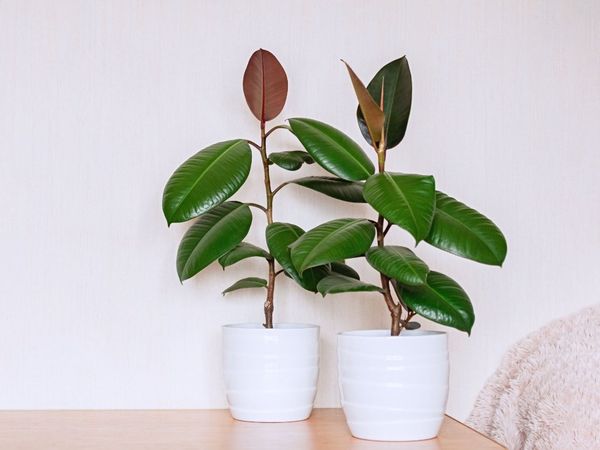 rubber plant benefits in hindi rabar plant lagane ke fayde