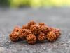 how to wear rudraksha in hindi
