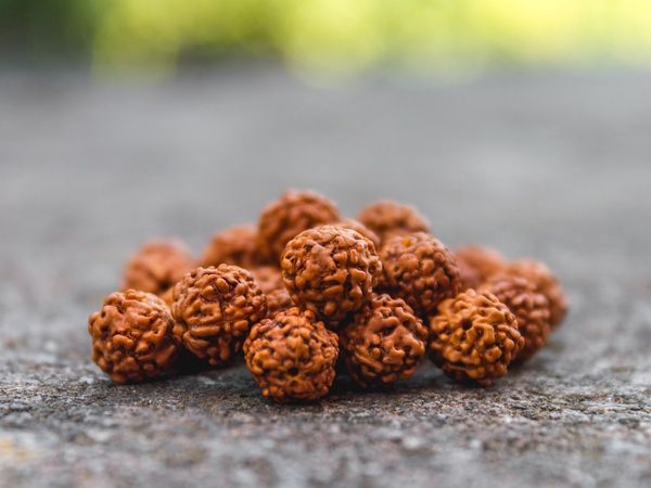 how to wear rudraksha in hindi