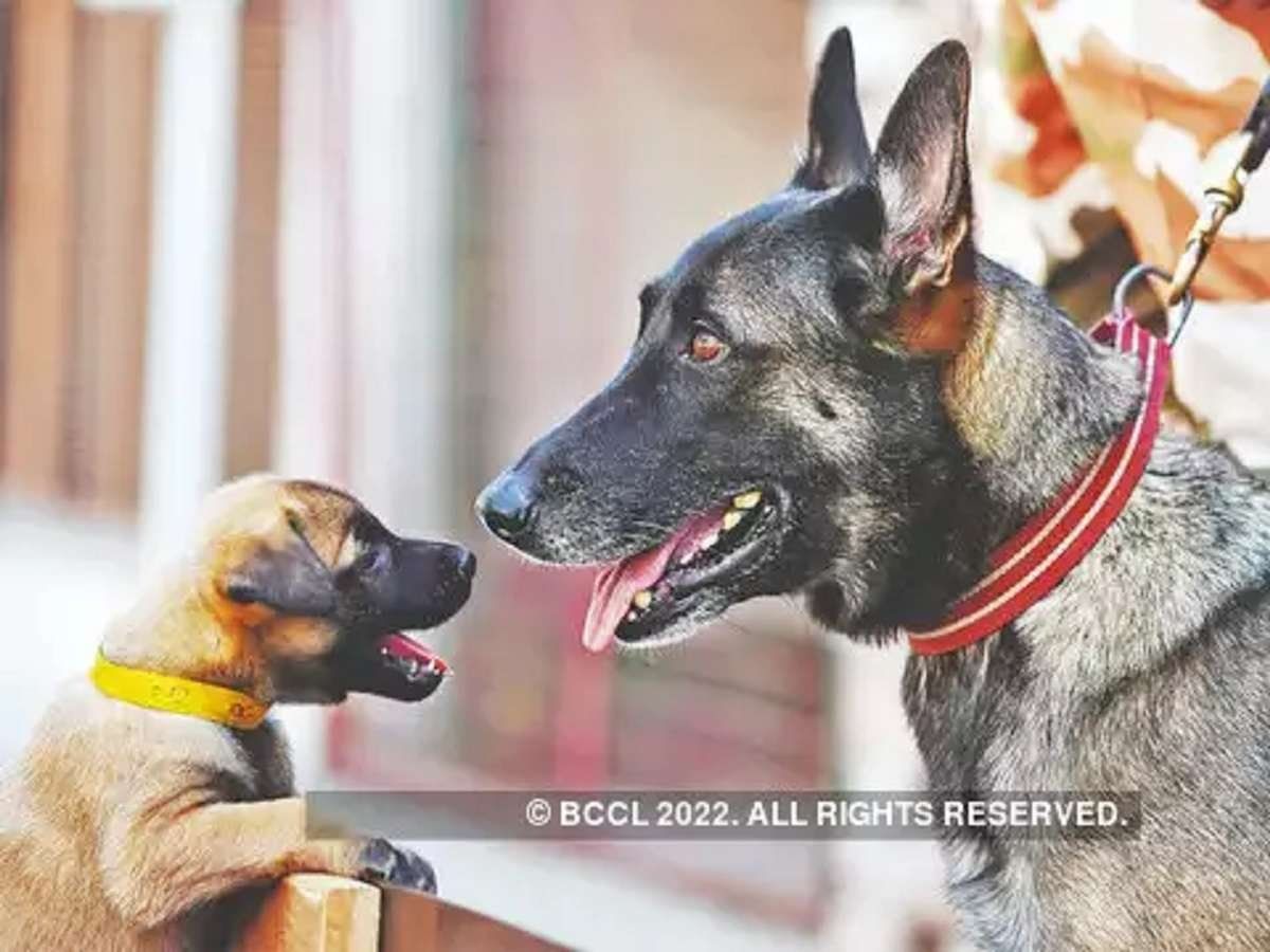 Safest dog breeds in India know all details Safest Dog आपको भी है