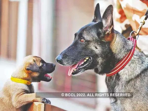 Safest dog breed, Safest dog breed in India, dog breed