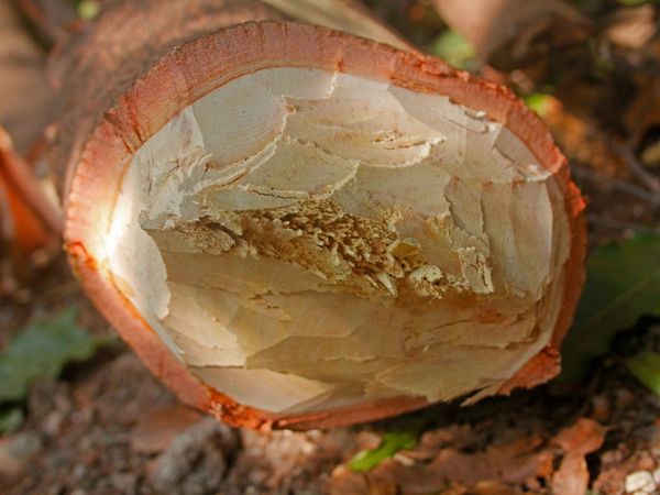 Sandalwood Smuggling