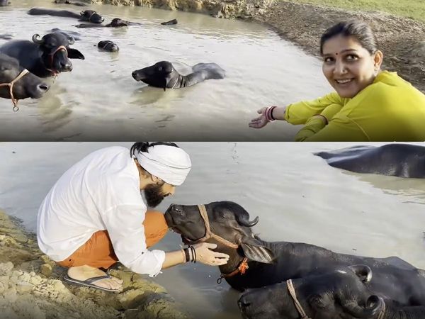 Sapna Choudhary husband Video| Sapna Choudhary Veer Sahu bathing his buffaloes| Sapna Choudhary Buffaloes video| Sapna Choudhary Video| भैसों को नहलाते दिखे सपना चौधरी के पति वीर साहू|
