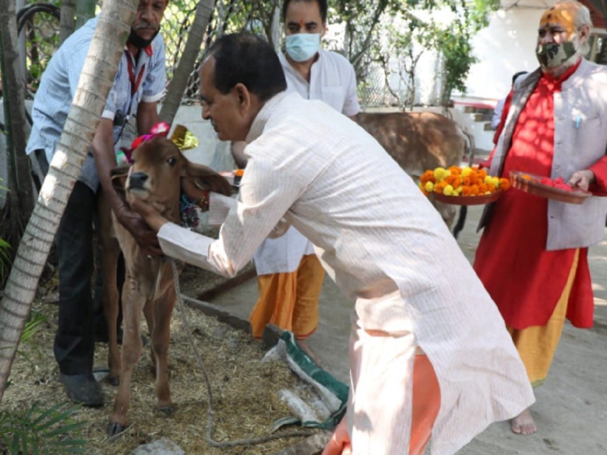 गाय को सहलाया-पुचकारा-टीका लगाया, शिवराज ने ऐसे मनाई गोपाष्टमी, गौ कैबिनेट की पहली बैठक भी की