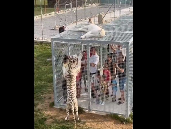 Human in Cage Animals Roaming shocking Video Goes Viral