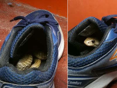 snake snake