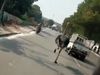 Video captures ostrich that escaped from zoo running down busy Karachi street