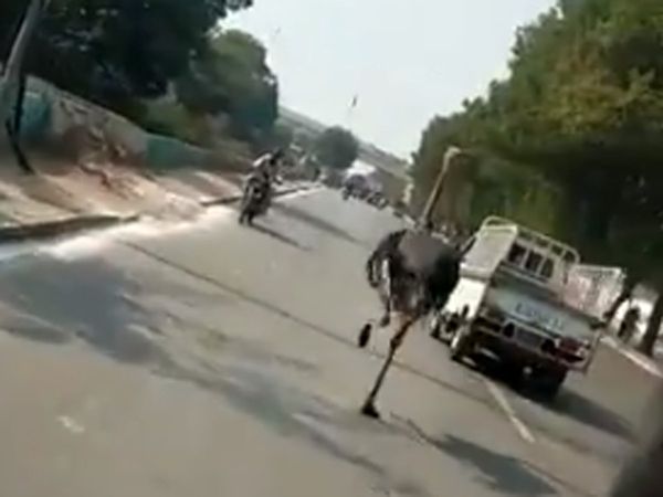 Video captures ostrich that escaped from zoo running down busy Karachi street