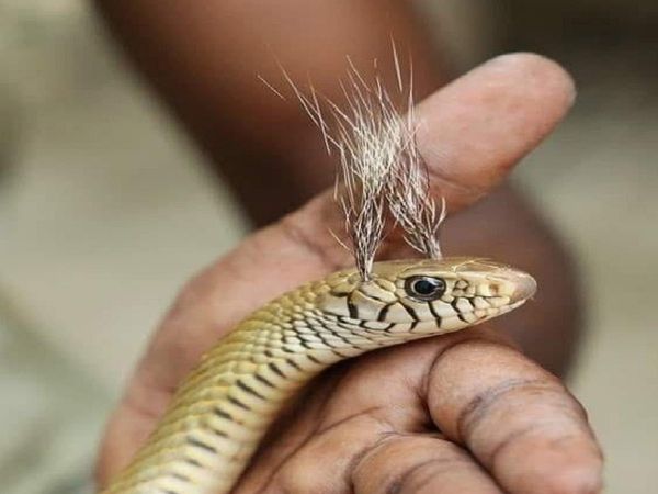 The habit of catching snakes took lives