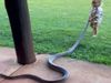 Snake Video Little Boy play with giant Snake Viral Video in Hindi