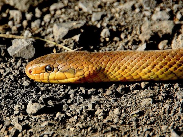 World Snake Day मनाने के लिए सांपों को खिला दिया केक, सोशल मीडिया पर वायरल हुआ वीडियो