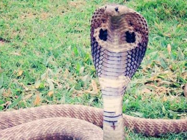 Snake used as weapon to murder elderly woman in Rajasthan supreme court denies bail to accused