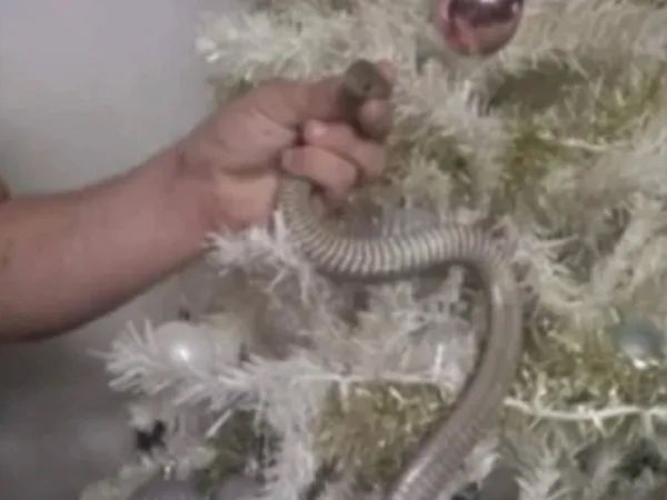 Panic as deadly snake found wrapped around Christmas tree like tinsel, watch video