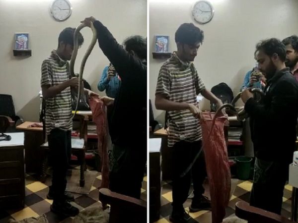 Mumbai: जज के चैम्‍बर में मिला 5 फुट लंबा सांप, वीडियो देख सिहर जाएंगे आप
