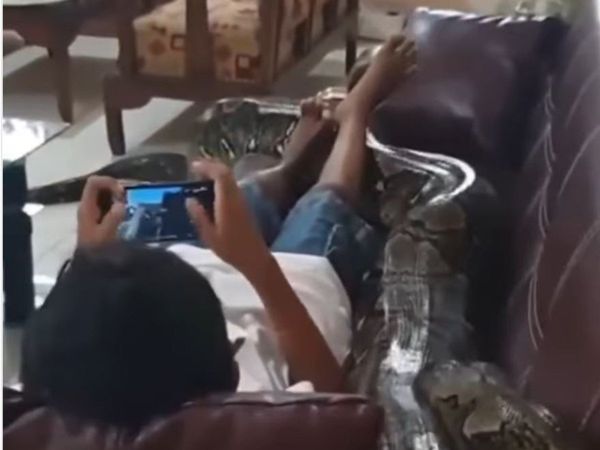 snake video boy giant snake shocking viral video in hindi  