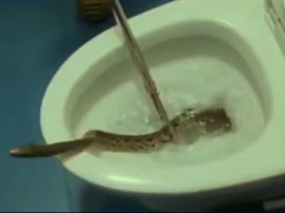 snake snake
