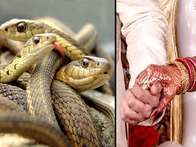 snake