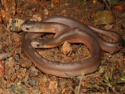 snake