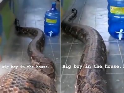snake