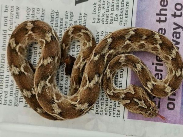 Worlds Deadliest snake travel from india to uk know about shocking truth