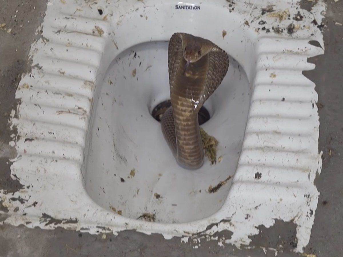 Rajasthan Man Goes to Bathroom to Freshen Up, Spots 8-Feet-Long Cobra Snake  on Toilet Seat