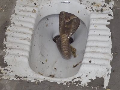 SNAKE SNAKE
