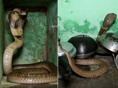 snake snake