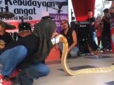 snake snake