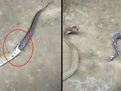 snake snake