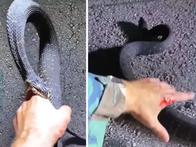 snake snake