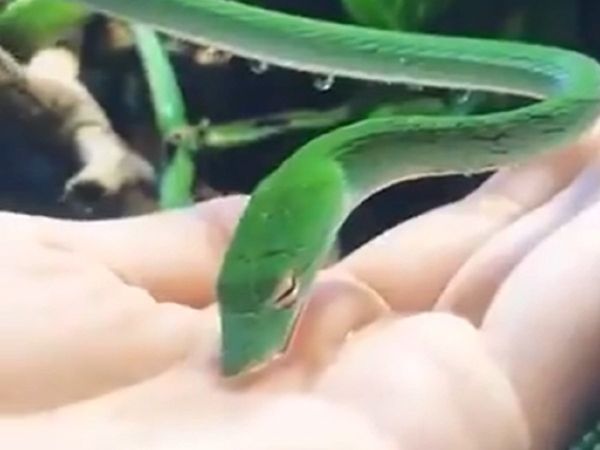 इंसान की हथेली से पानी पीने लगा सांप, वीडियो देख हर कोई रह गया दंग