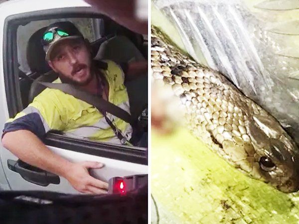 Man fights off one of the world's deadliest snake while driving see VIRAL VIDEO