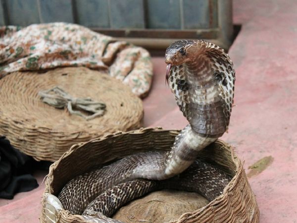 'जहर' जो सिर्फ जान लेता नहीं लेता, जिंदगियां बचाता भी है