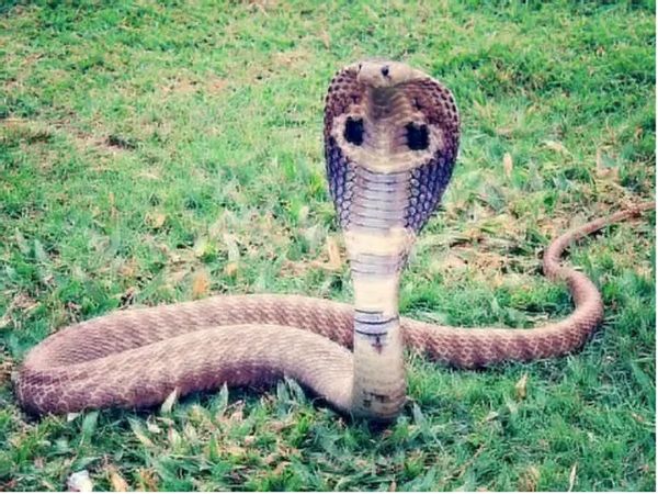 कभी देखा है 14 फीट लंबा सांप? 6 लोगों ने मिलकर उठाया, सामने आई तस्‍वीर