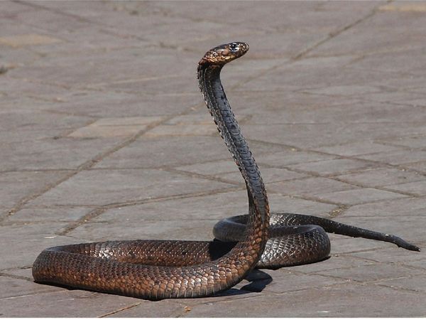 Toilet फ्लश की आवाज सुनकर आधी रात को जागा शख्‍स, जाकर देखा तो उड़े होश, फुफकार रहा था 6 फुट लंबा सांप