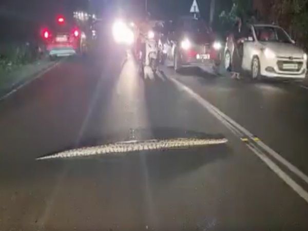 Snake Video Giant Python Cross Road in Kochi Viral Video