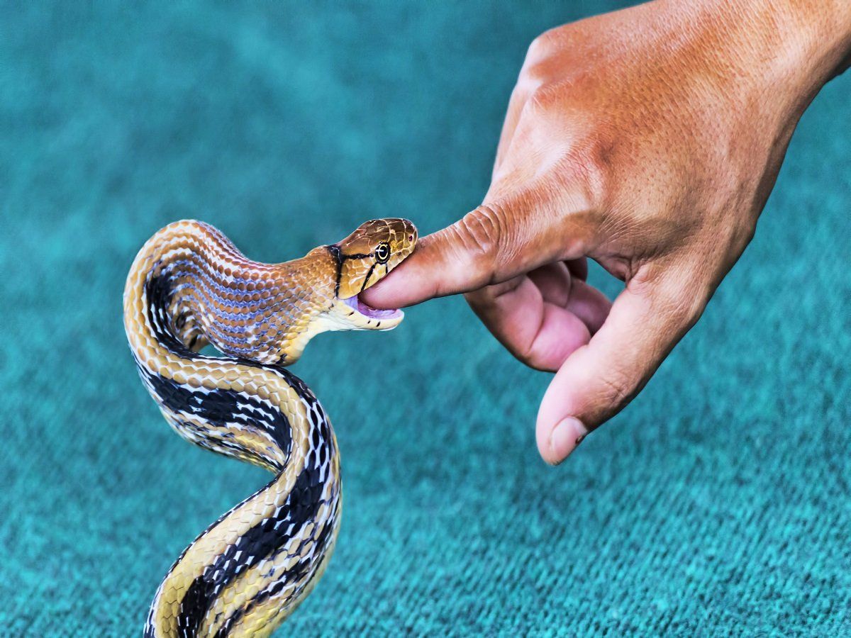 Snakebite in India: सांप बने बड़े दुश्मन,19 साल में काल के गाल में समाए इतने लोग