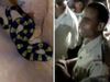 forest guard rescues venomous snake then delivers impromptu speech to create awareness video viral