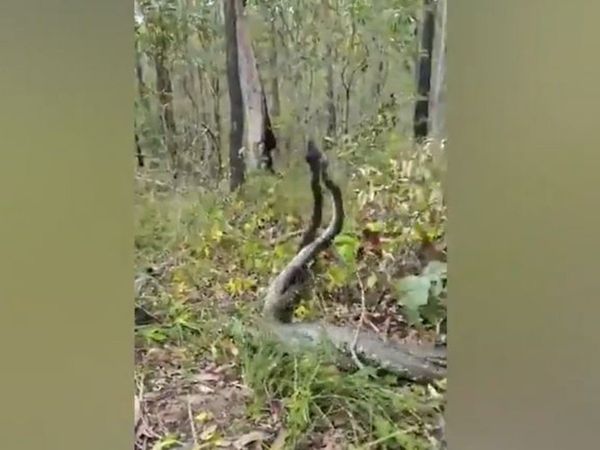 Three snake fight for on female snake in Australia then what happened know about truth