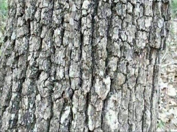 Viral photo Snake hidden in tree can you spot it