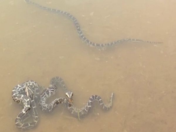 मादा अजगर ने दिए 30 अंडे, खुशी से झूमे वन विभाग के अधिकारी, केक काटकर मनाया जश्‍न